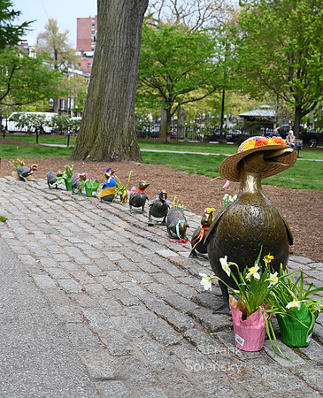 Make Way for Ducklings!