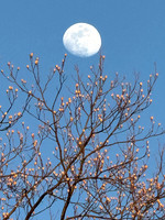 Moon over Tulip Tree