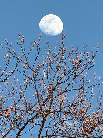 Moon over Tulip Tree